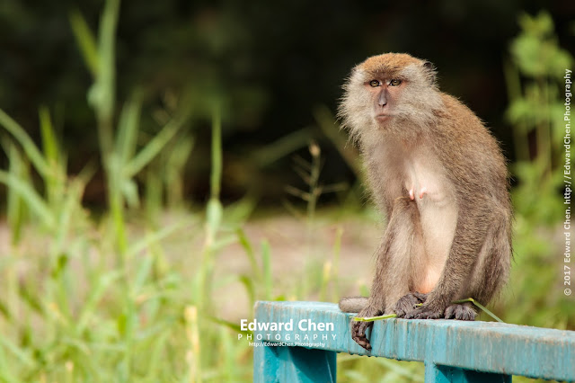 Long-tailed Macaque