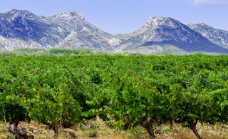 Vineyard in Provence