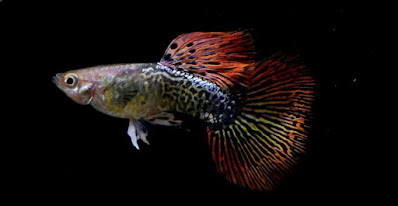 Ikan Guppy Red Mozaik
