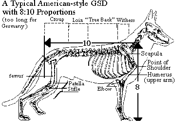 The dog in world: THE SHOULDER IN THE WORKING DOG