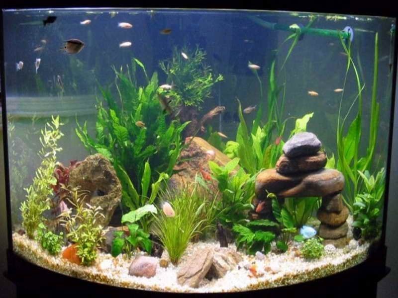 Hiasan Aquarium Unik dan Keren Sekarang Ini