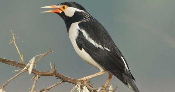 Suara Burung Jalak Suren Gacor Download Mp3 Suara Burung