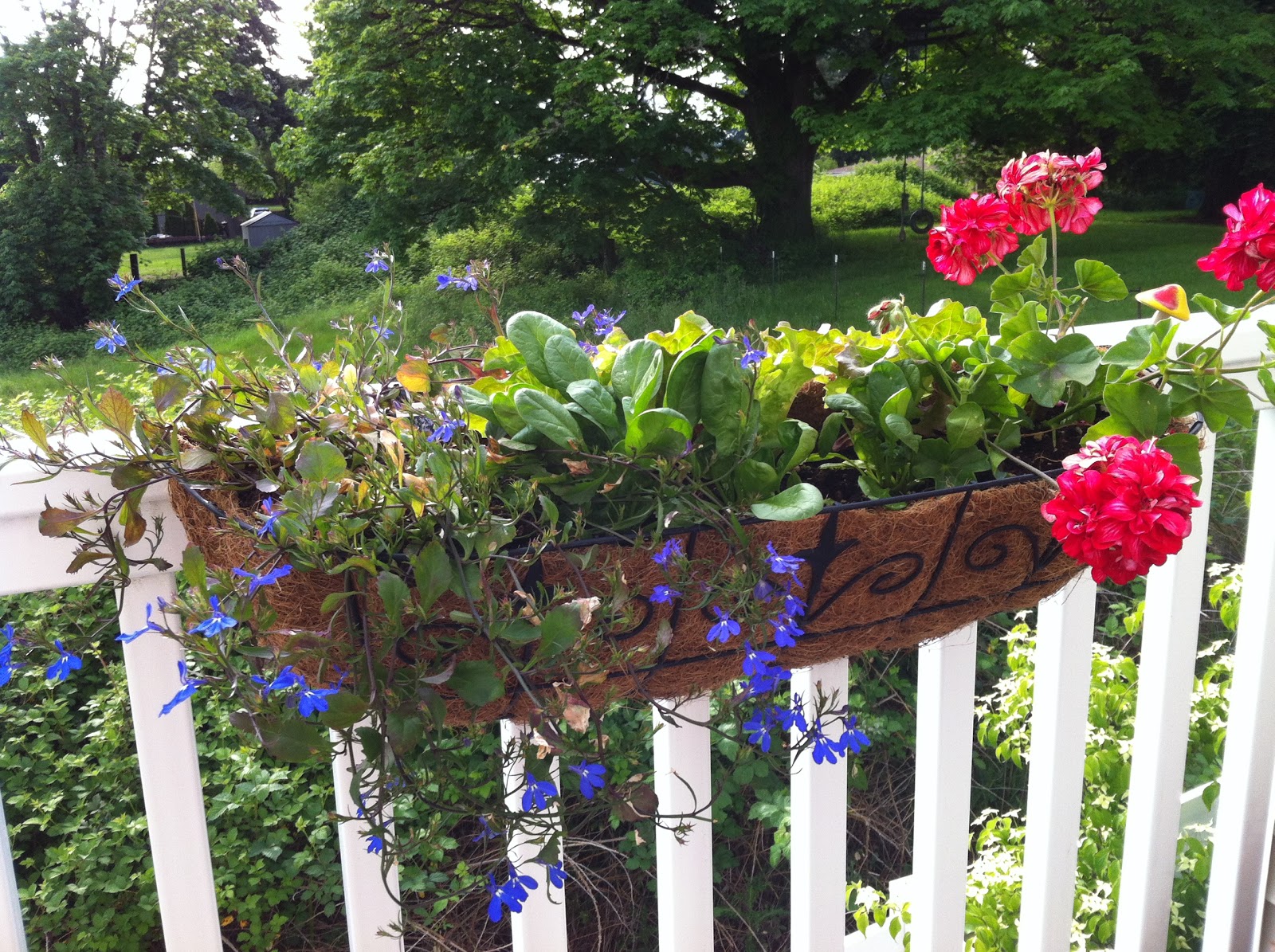 AllPurpose Flower Container Gardening at Home