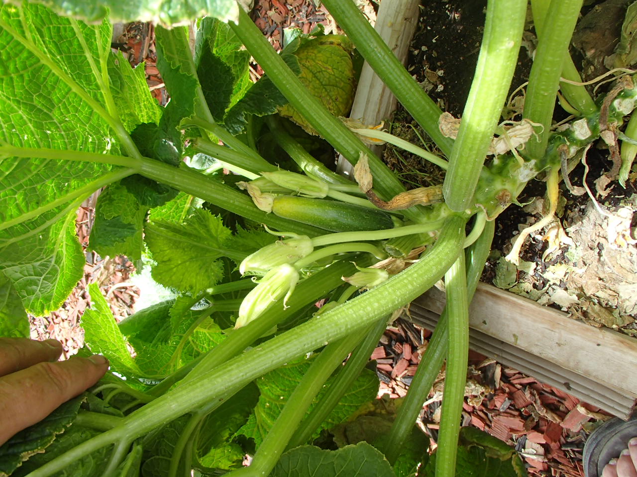Xtremehorticulture of the Desert: My Zucchini Will Not Produce Any Fruit
