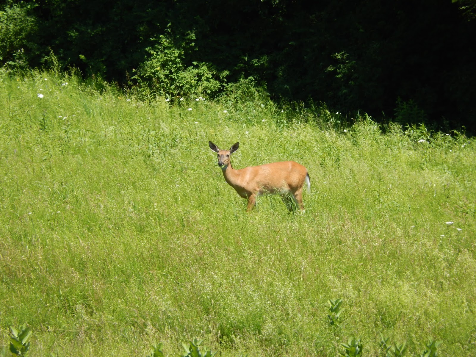 Somewhere on the Down East Loop CastletononHudson
