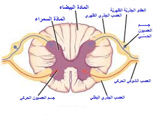 ليبيا موطني مس من الجن الفصل الثاني وفي أنفسكم أفلا تبصرون 8