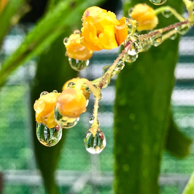 Rustnstuff Orchids, rainbows and winter morning light