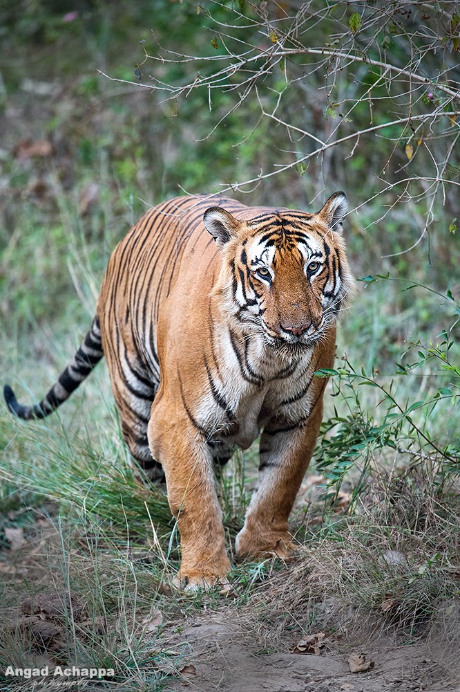 Tiger, Indian Tiger, Bengal Tiger, Panthera tigris, Big Cat, Bandipur, Bandipur National Park, Karnataka, India, Wildlife Photography, Indian Wildlife, top indian wildlife photographers, top indian photographers, panthera