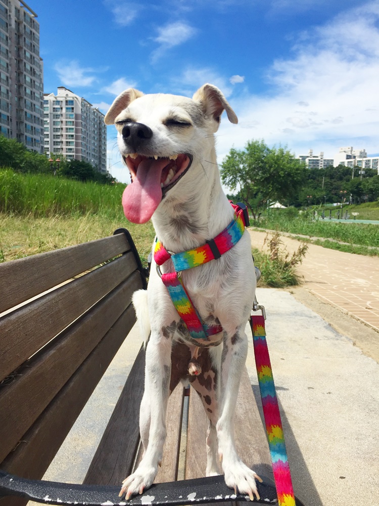 happyhazel Happy Day Happy Dog