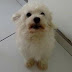 Cachorro de raça poodle desaparece em Mairi