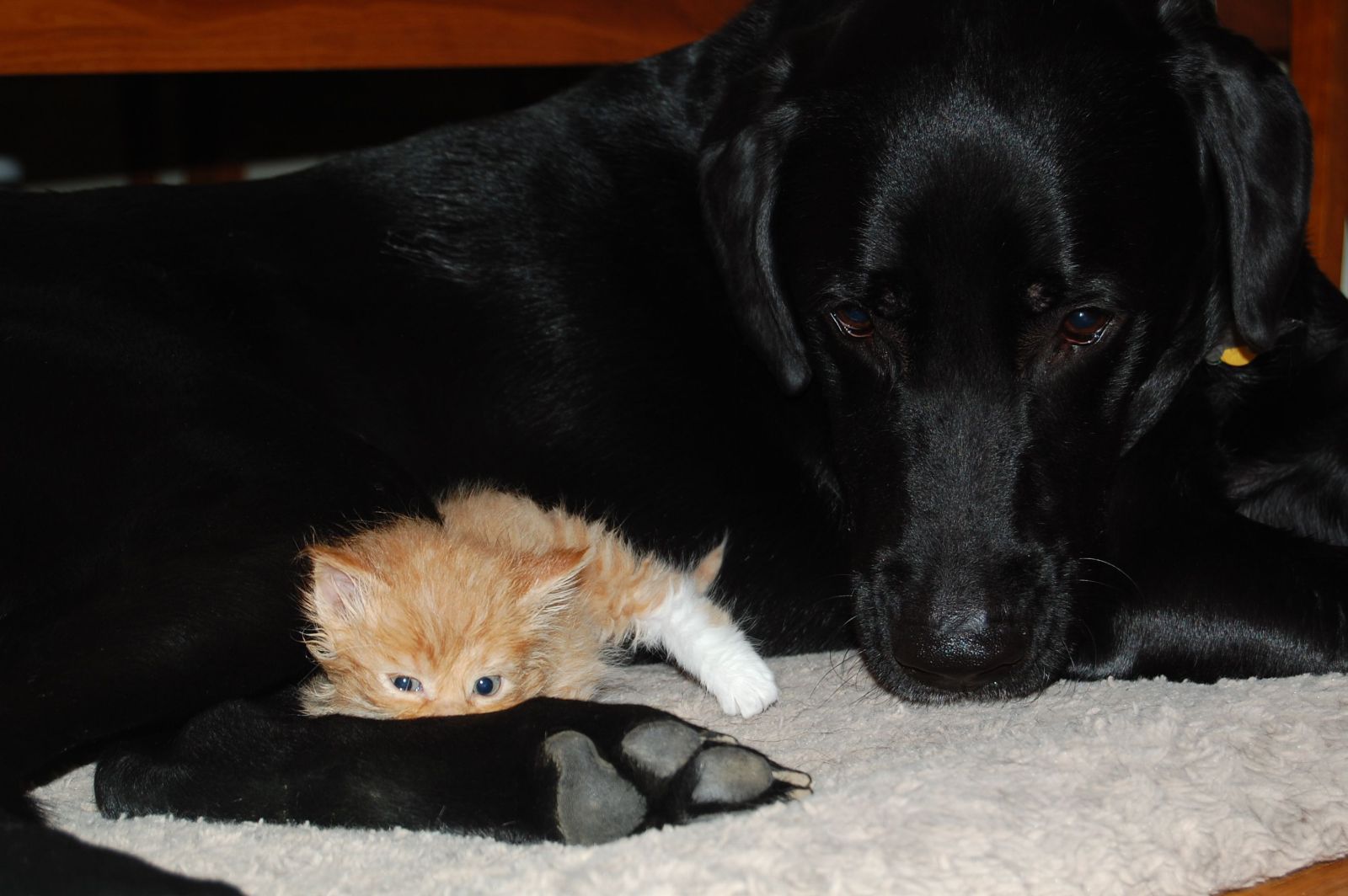 Cats and dogs get along (35 pics) Amazing Creatures