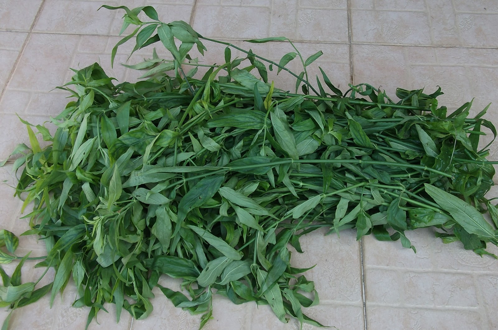 Sabah Snake Grass Dealer Singapore Where to Buy Sabah Snake Grass in