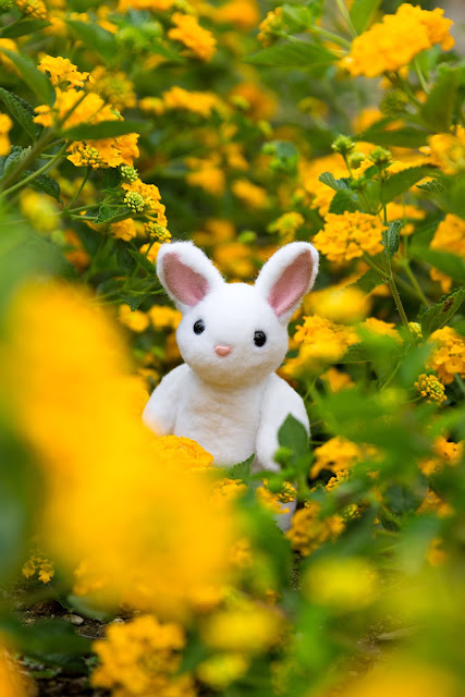 Saturday Stroll Through the Flowers