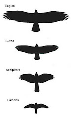 prey identification raptors raptor bird silhouettes hawk eagle birds hawks desert winged wing shapes wildlife guide forms digital west accipiters