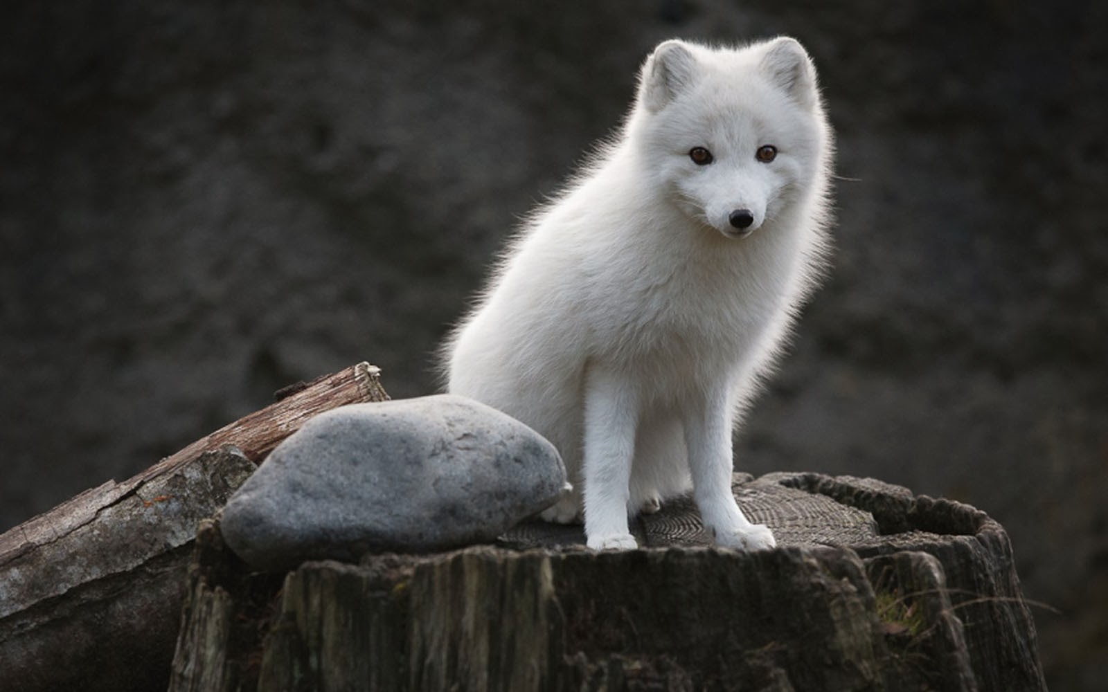 wallpapers: Polar Fox Wallpapers
Cute Baby Arctic Wolf