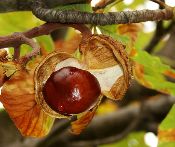 Horse Chestnut