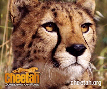 Cheetah Consevatiion Fund