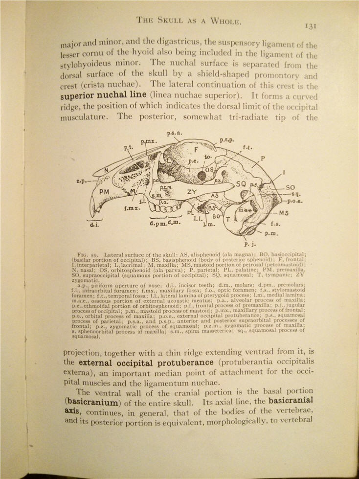 The Random Book Machine: W36: Practical Anatomy of the Rabbit