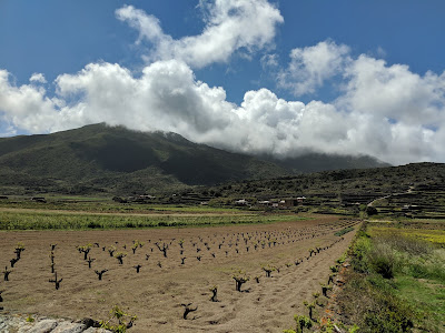 Vines on Pantelleria grown in the vite ad alberello method. Vines on Pantelleria grown in the vite ad alberello method.