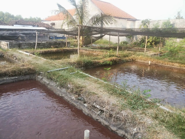 Gambar Kolam Ikan dari Batu Alam Minimalis Sederhana Depan Rumah