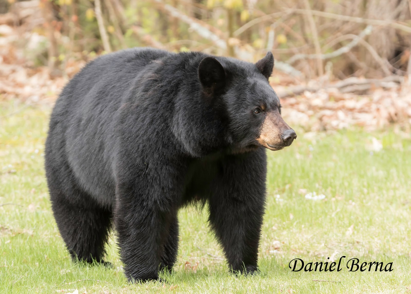 Daniel Berna Photography Black Bears Newbury, Vermont
