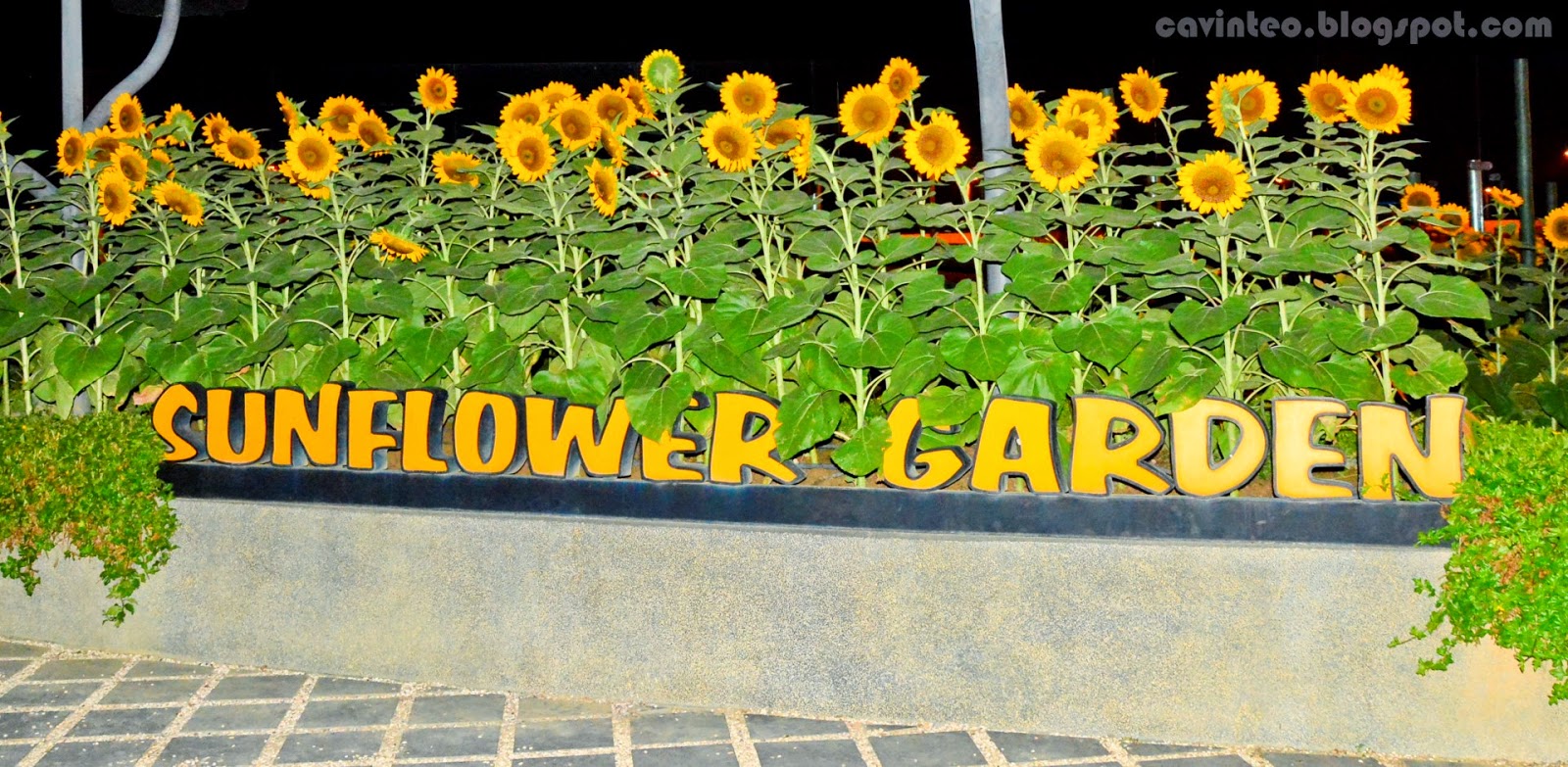 Entree Kibbles Day One [Singapore > Taoyuan (桃園) > Cingjing (清境