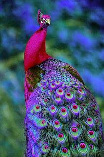 صور طاووس , أجمل صور الطاووس