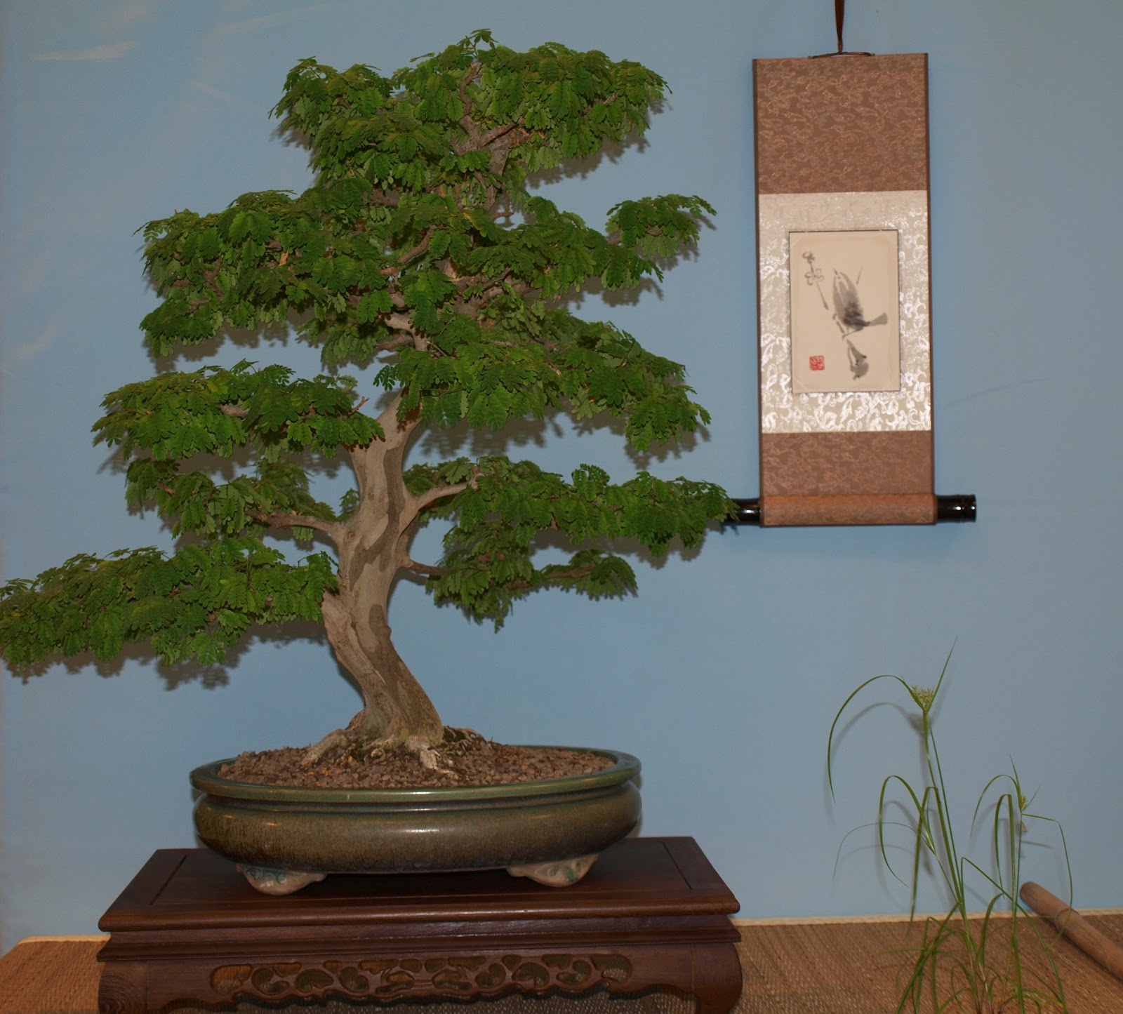 A Life Inspired By Nature Austin Bonsai Show