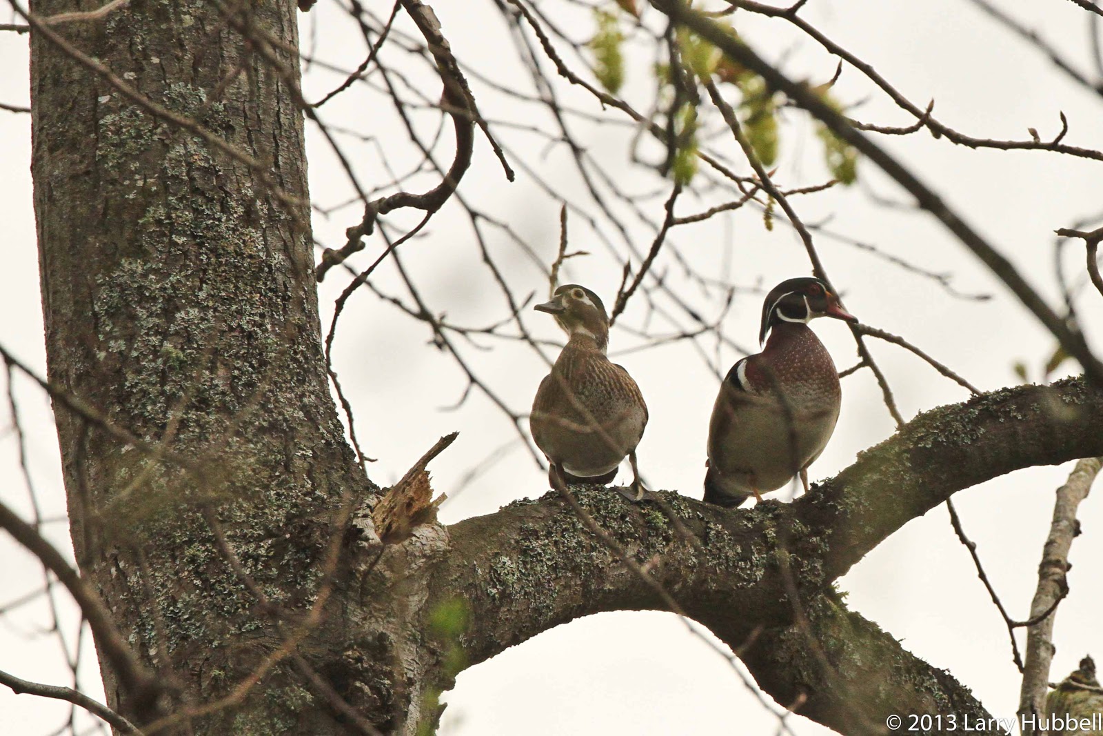 Union Bay Watch Ducks in Trees?