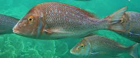 Ikan Landuk dengan Habitat Karang Ragam Dunia Hewan 