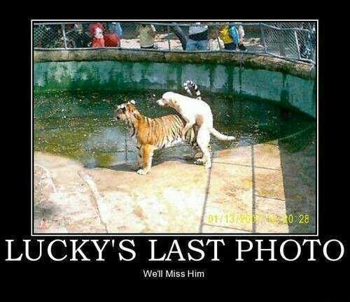Funny Lucky Dog Tiger Fail Joke Picture - Lucky's Last Photo
