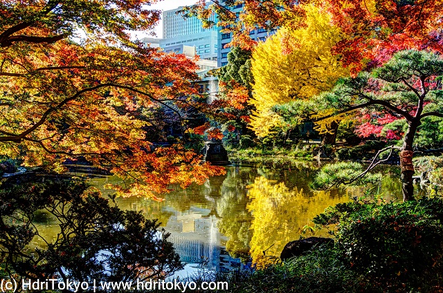 red leaves of Japanese maple and yellow leaves of ginkgo by a pond. tall buildings in back ground. 