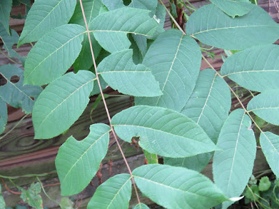 Several oval-shaped leaves with small curved chunks taken out of their edges