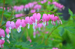 pink bleeding heart