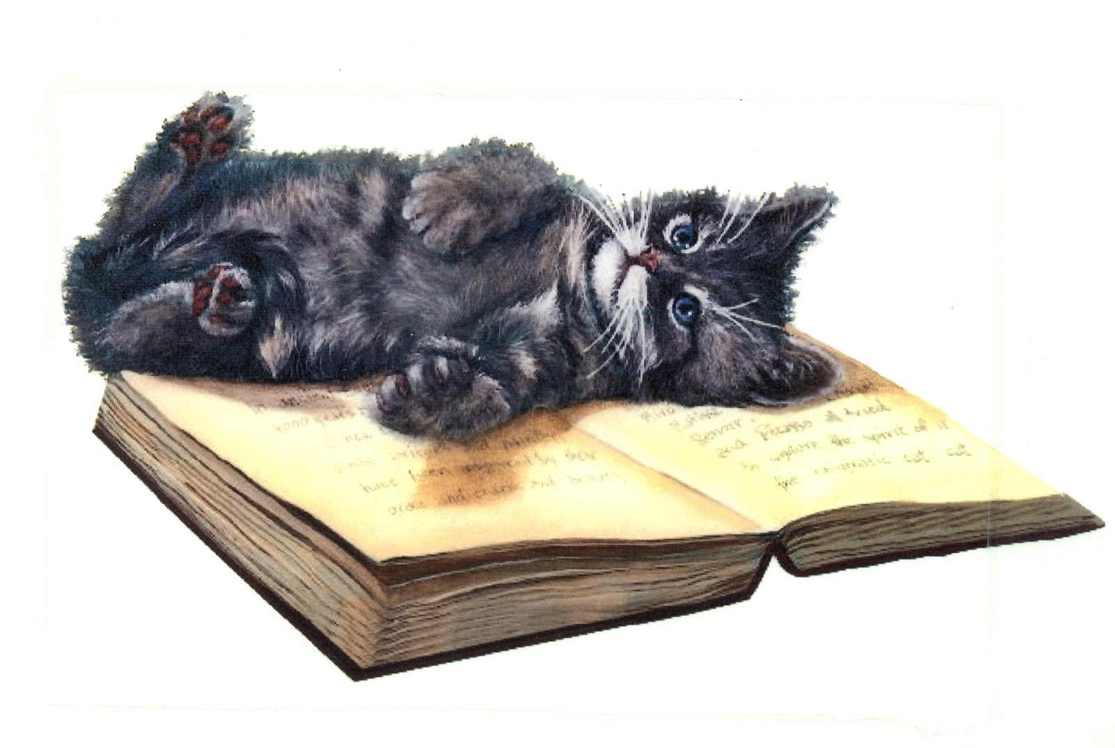 Книги ученый кот. Кошка с книжкой. Книги про кошек. Кот ученый. Книга котик.