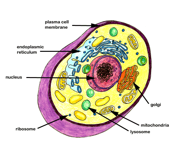 Colten's Blog: Plant Cell Structure