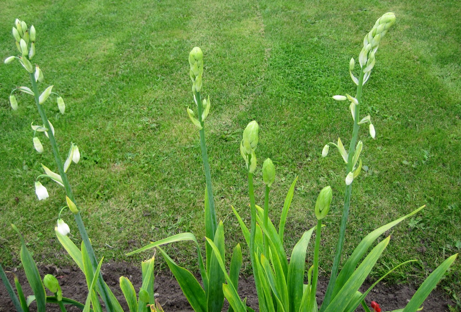 Landbohaven: Gyldenris.
