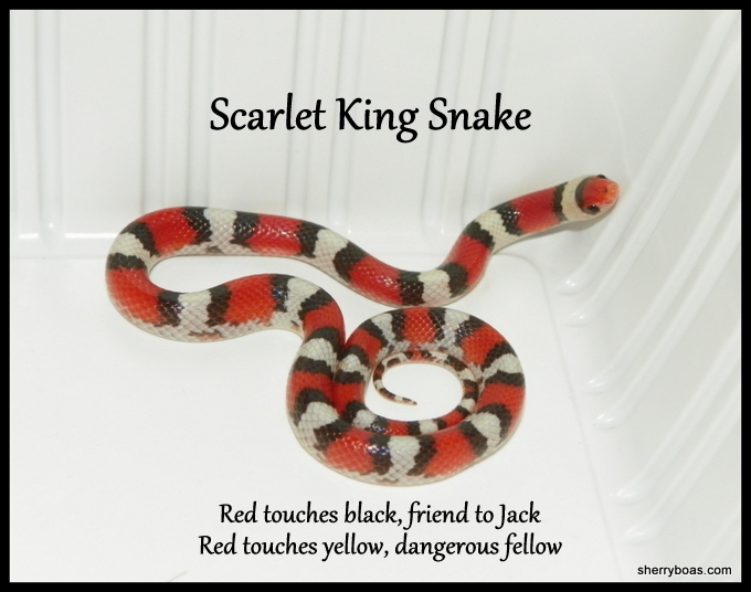 Simply Living Which would you rather