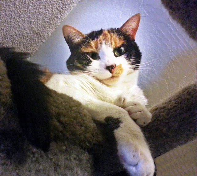 DOWAGER QUEEN
