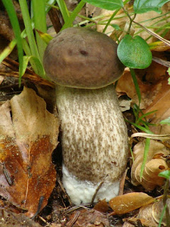 Leccinum pseudoscabrum DSC58164