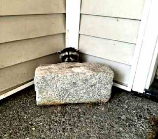 Secure raccoon Secure raccoon