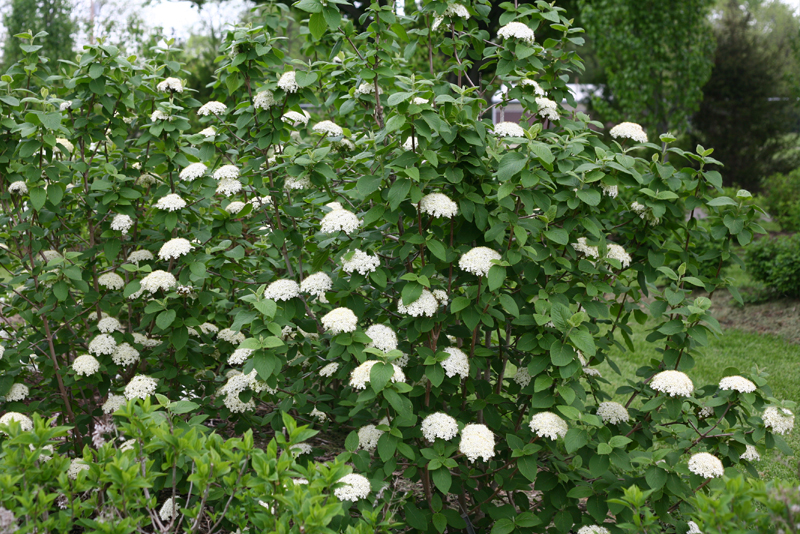 Proven Winners® ColorChoice® Plant of the Week Plant of the Week Red