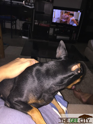 My beloved mini pinscher, Pepper