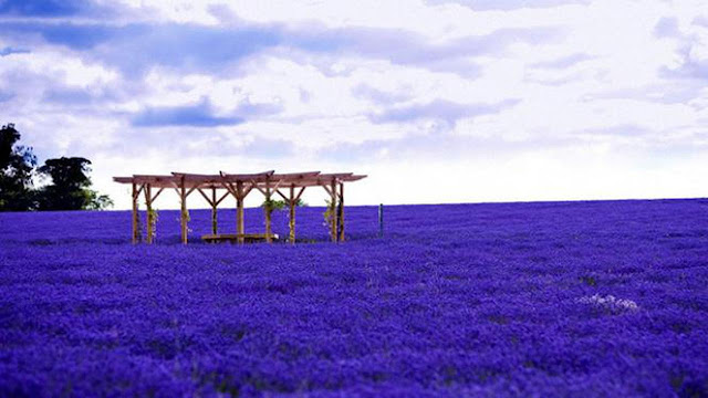 Perkebunan Bunga Lavender Perkebunan Bunga Lavender