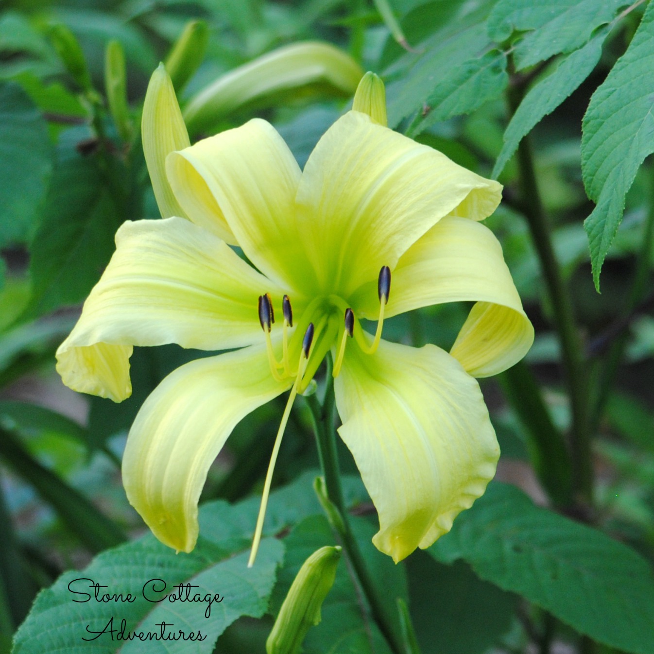 Stone Cottage Adventures: Daylily Varieties in My Garden