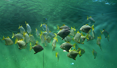 Habitat & Karakteristik Silver Moonyfish