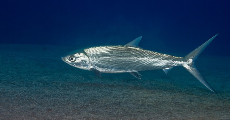 Sekilas Tentang Ikan Bandeng - IKANTANI