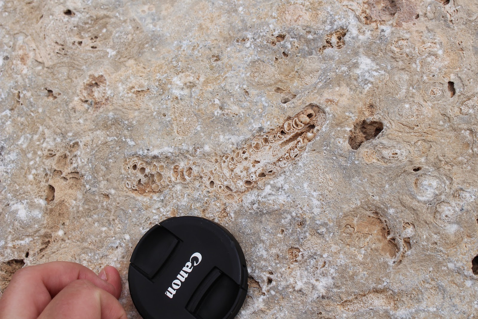 Finding Fossils...: The Permian Capitan Reef