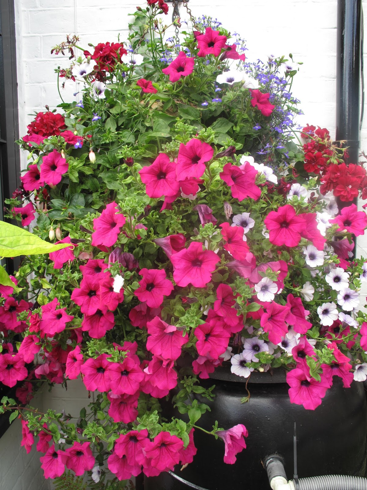 Joanne's Cottage Garden HANGING BASKETS IN JULY