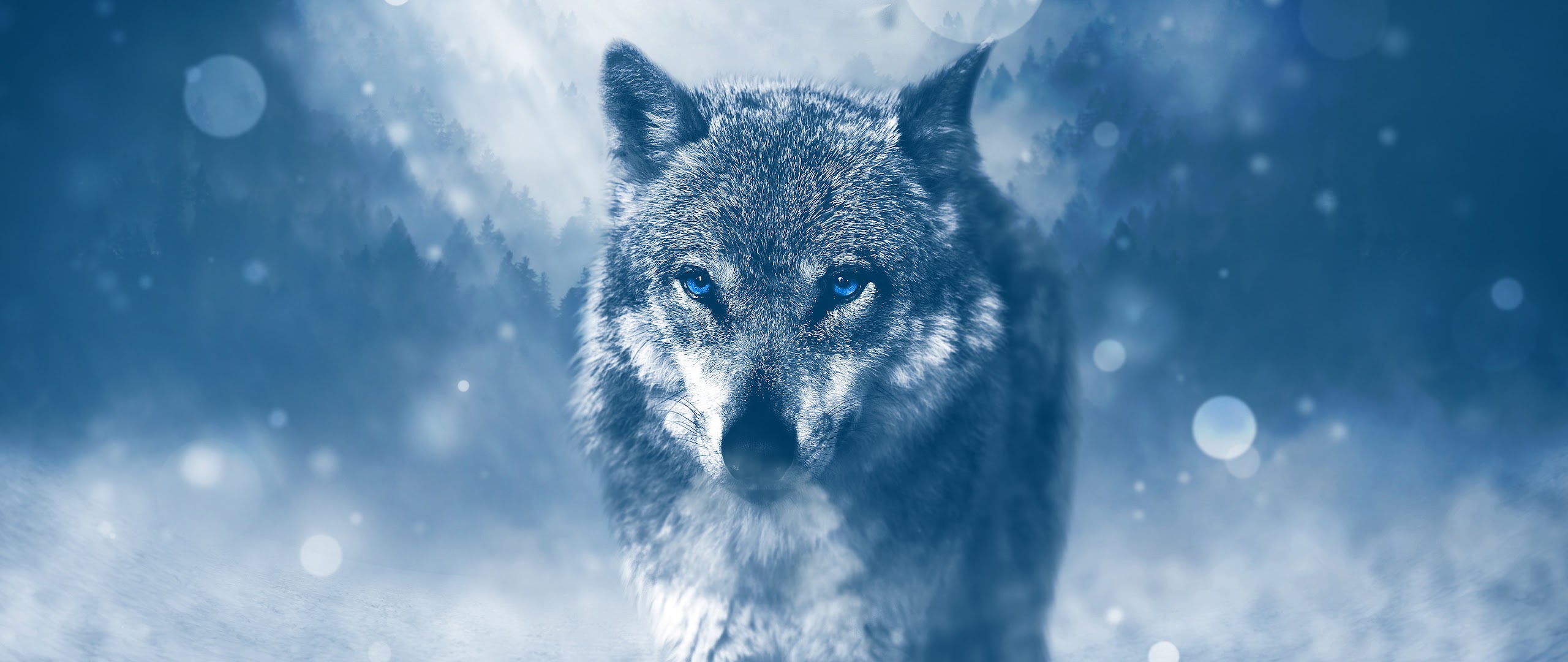 Wolf, 4K, 3840x2160, #54 Wallpaper